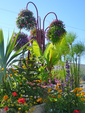 Grands pots de fleures de toute les couleurs