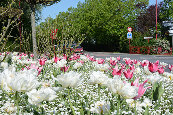 fleurs blanches et roses