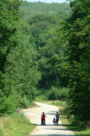 chemin bordé par des arbres géants