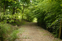 chemin qui s'enfonce dans la foret