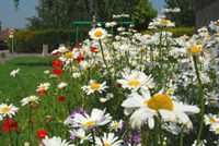 fleurs blanches et jaunes