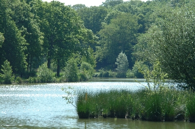 étang au millieu des arbres